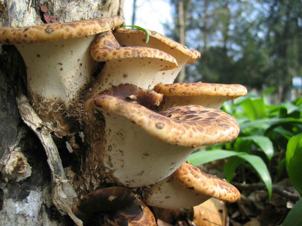 I Funghi primaverili: Polyporus squamosus